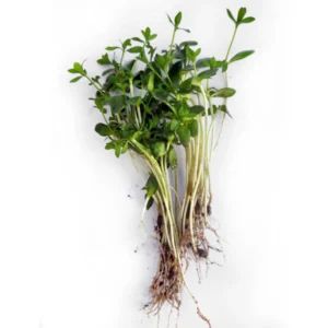 Flax Microgreens