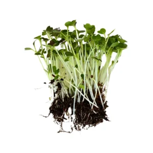 Pak Choi Red Microgreens