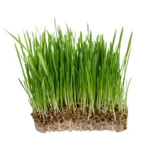 Oat Grass Microgreen