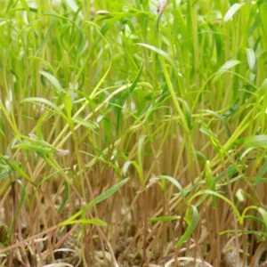 Yellow carrot microgreens